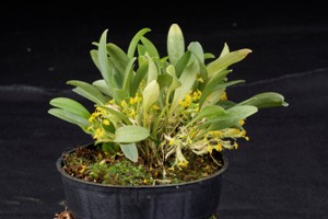 Pls. stenostachya Huntington's Twinkle Star CBR - Plant